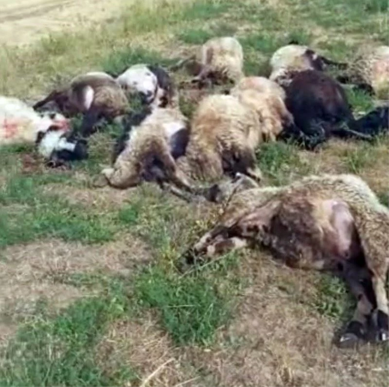 Yüksekova’da meraya yıldırım düştü, 17 koyun telef oldu
