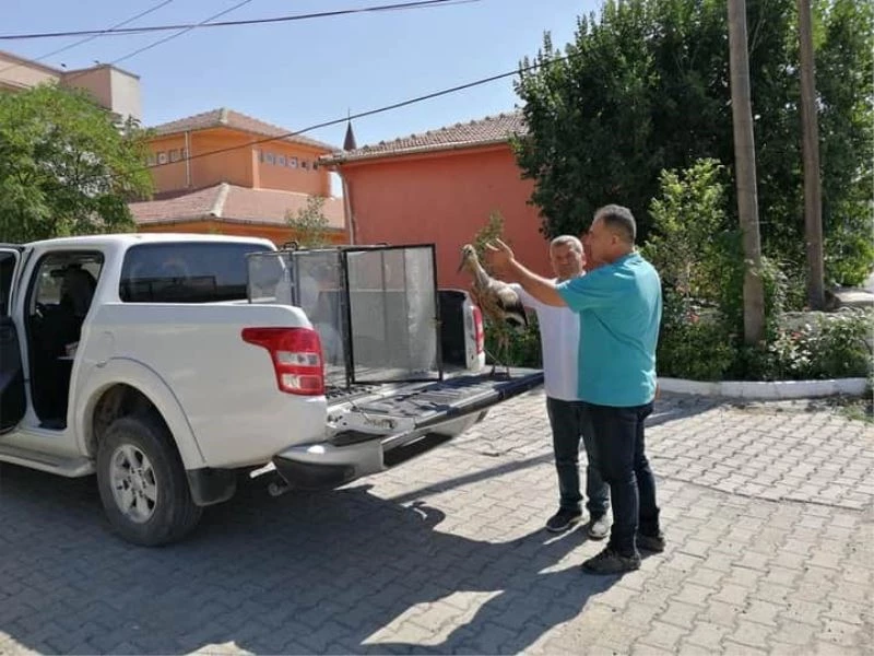 Yağ katmanı ve çamura batan leylek kurtarıldı
