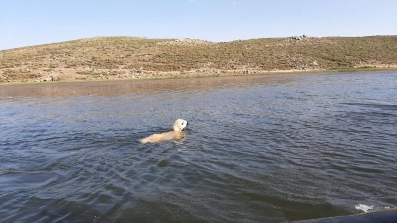 Gölete düşen kuzunun imdadına AFAD ekipleri yetişti
