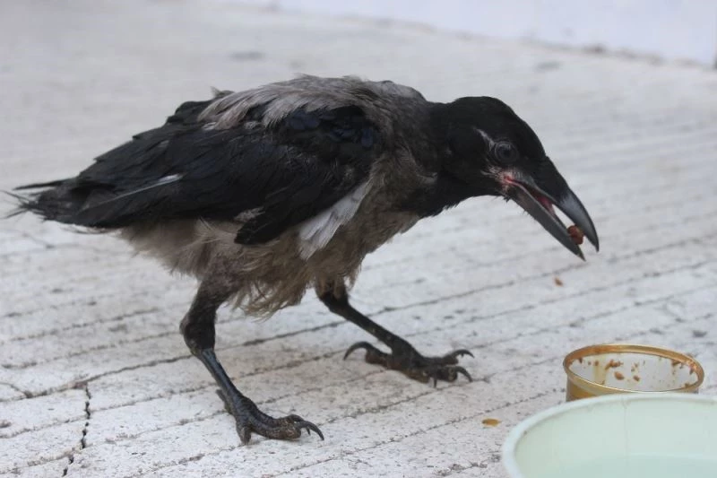 Yuvasından düşen karga esnafın ve vatandaşın ilgi odağı oldu
