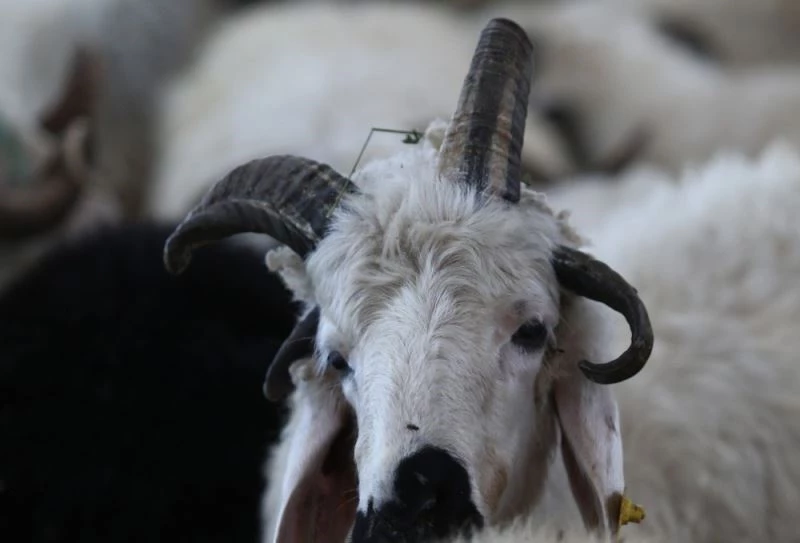 (Özel) 4 boynuzlu koç görenleri şaşkına çeviriyor
