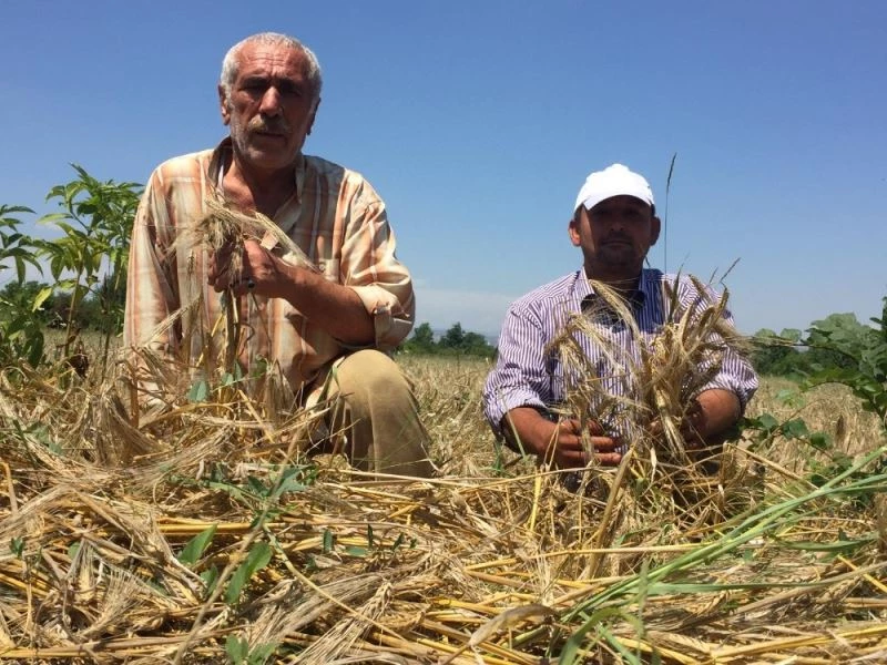 Biçerdöver gelmeyince buğdayları tarlada kaldı
