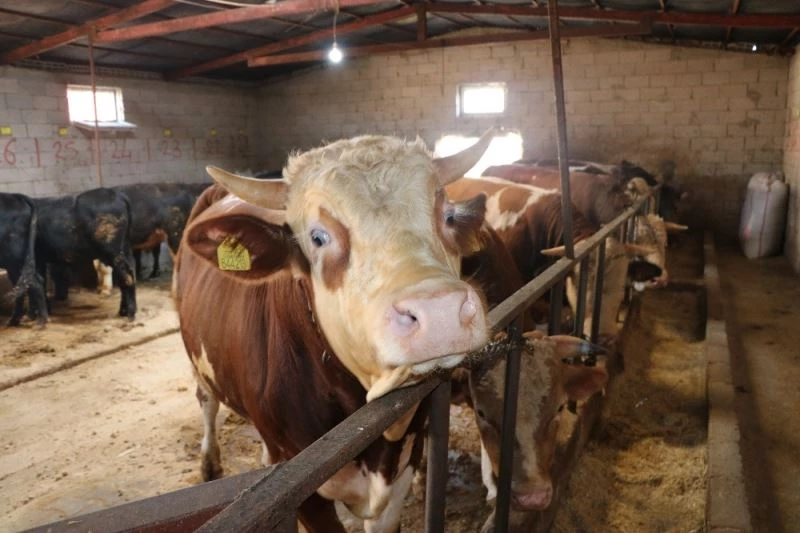 Pandemi kurban satışlarını durdurmadı
