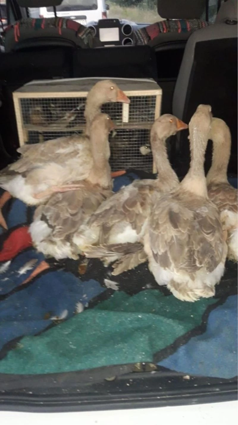 Aracın bagajından çıkanlar şoke etti
