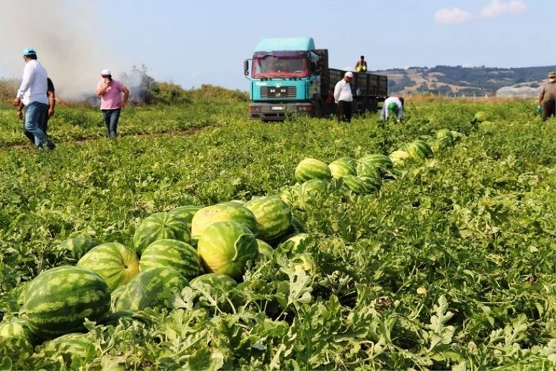Karpuz üreticisi fiyattan memnun
