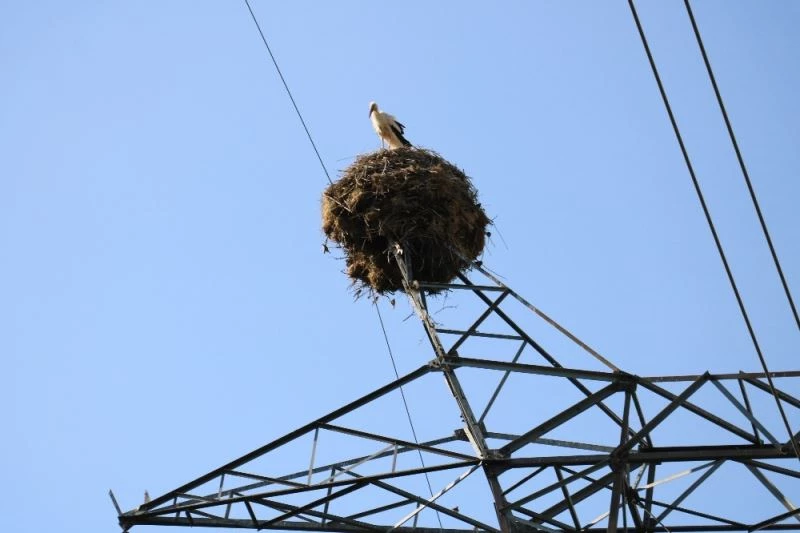 Leylekler elektrik direklerini 30 yıldır mesken tutuyor

