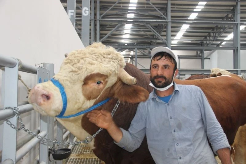 Araba fiyatına olan tonluk boğalar birbirleriyle yarışıyor
