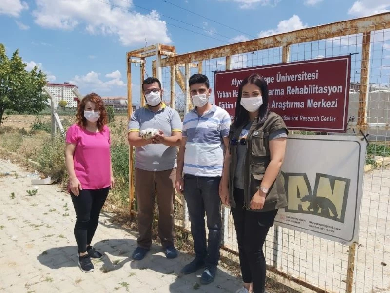 Yaralı yavru şahin götürüldüğü hastanede telef oldu
