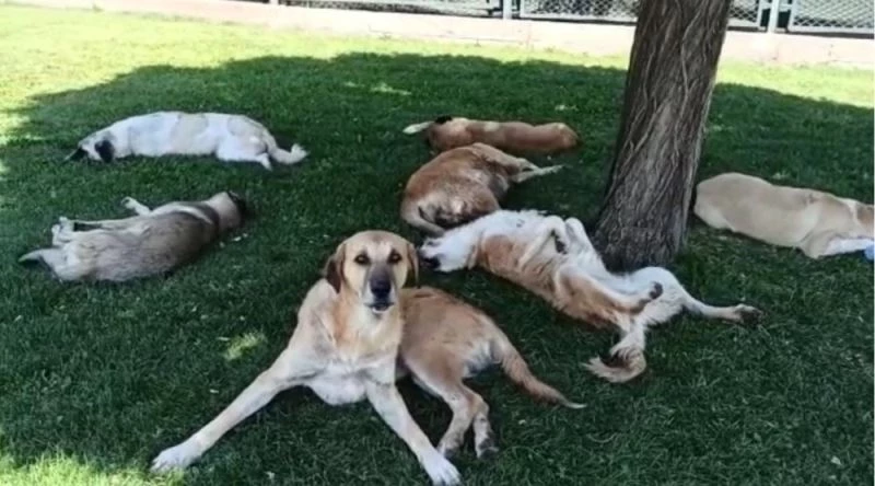 (Özel) Köpek sürüsünü görüntülemek isterken hayatının şokunu yaşadı
