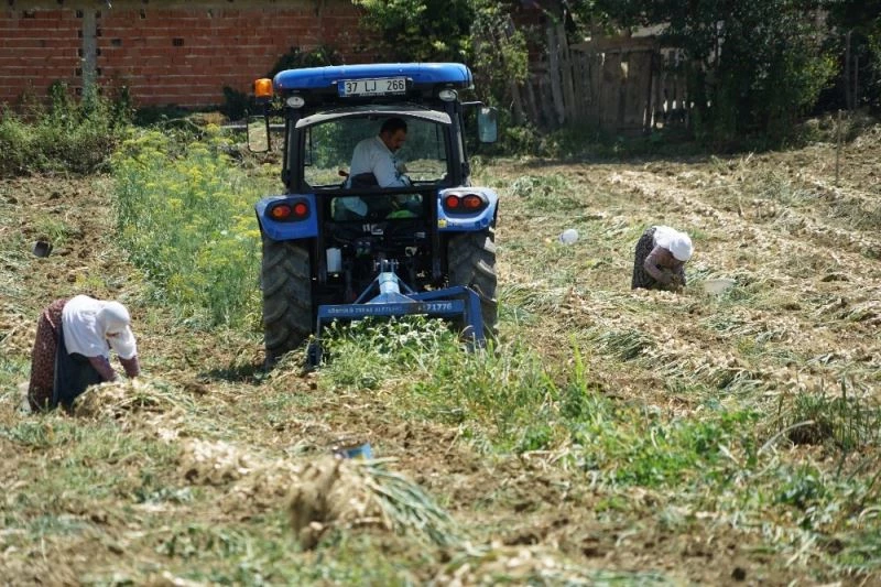 Geçtiğimiz yıl 100 lirayı bulan sarımsağın yeni mahsulü 15 liradan satışa başladı
