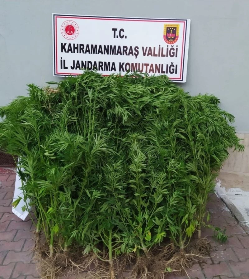 Evlerinin bahçesinde uyuşturucu yetiştirdiler
