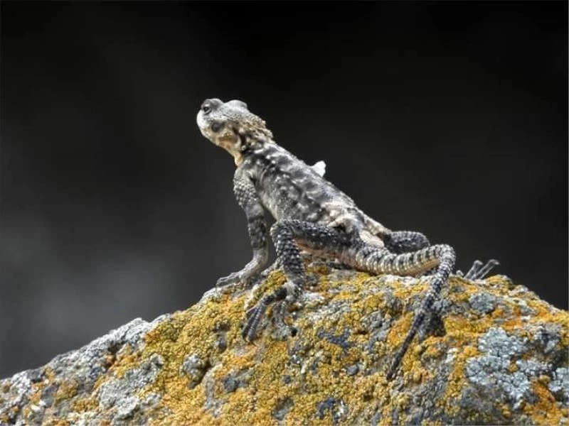 Kafkas keleri Iğdır’da görüntülendi
