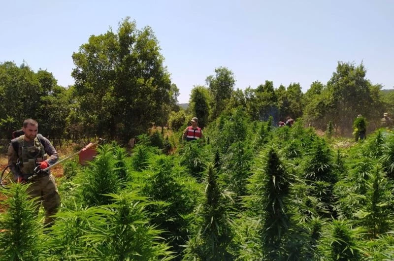 Diyarbakır’da dev uyuşturucu operasyonu: Tam 858 ton esrara denk geliyor
