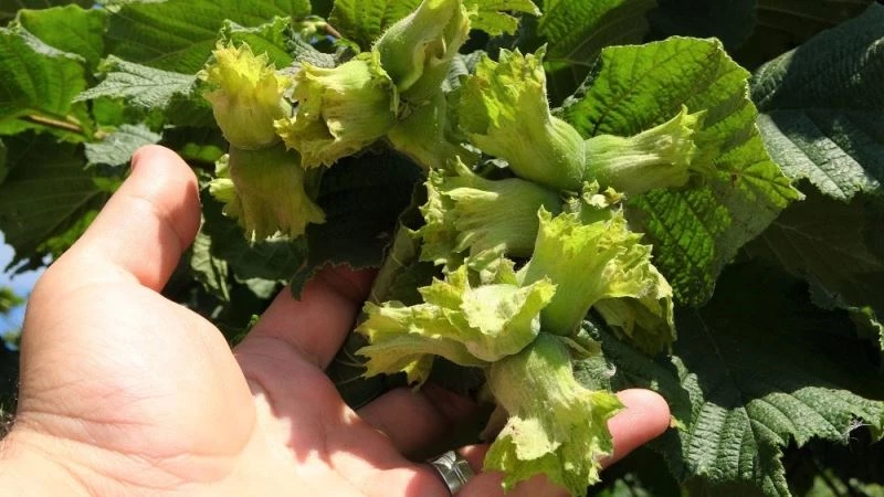 Fındık fiyatında büyük düşüş
