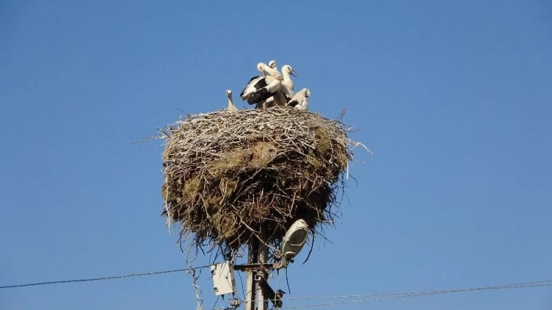 Yavru leylekler göçe hazırlanıyor
