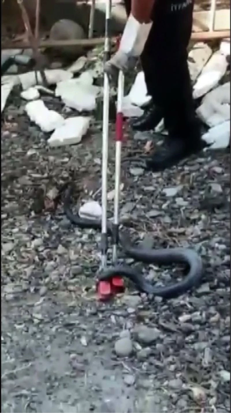 Osmaniye’de kümeste yılan operasyonu
