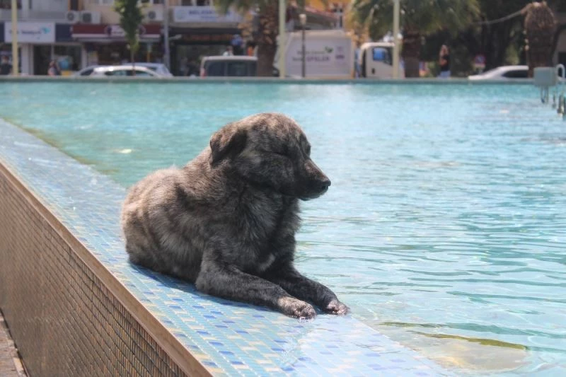 Böyle keyif görülmedi
