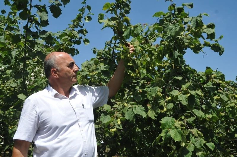 Fındık üreticileri fiyattan memnun
