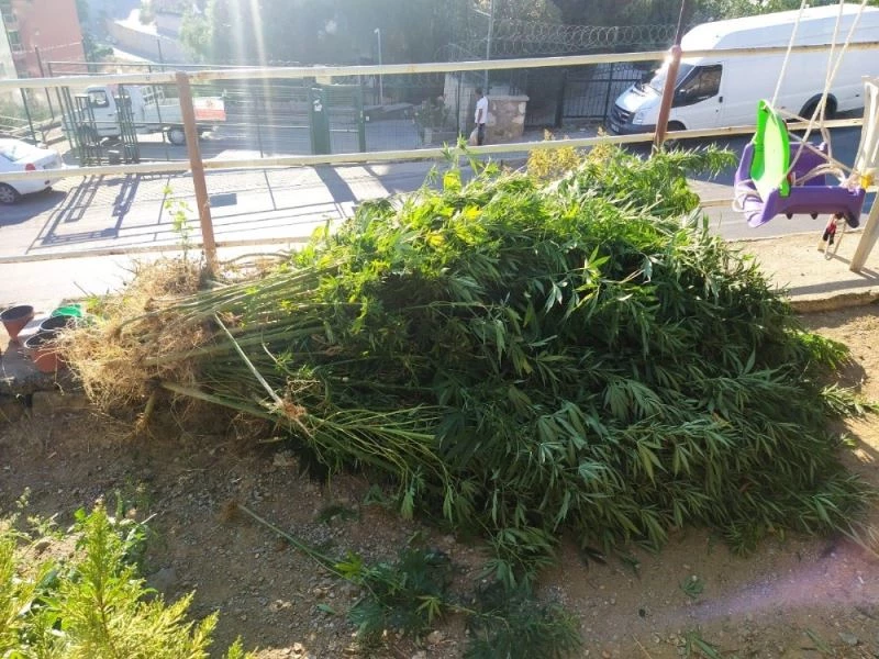 Bahçede Hint keneviri, kümeste esrar ele geçirildi
