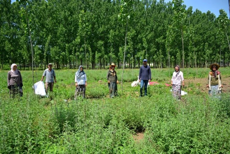Gönüllü çiftçiler emeklerinin karşılığını aldı
