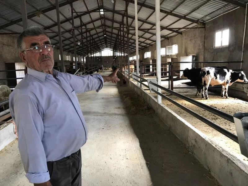 Yılan sokması sonucu kurbanlık 3 büyükbaş hayvanı telef oldu