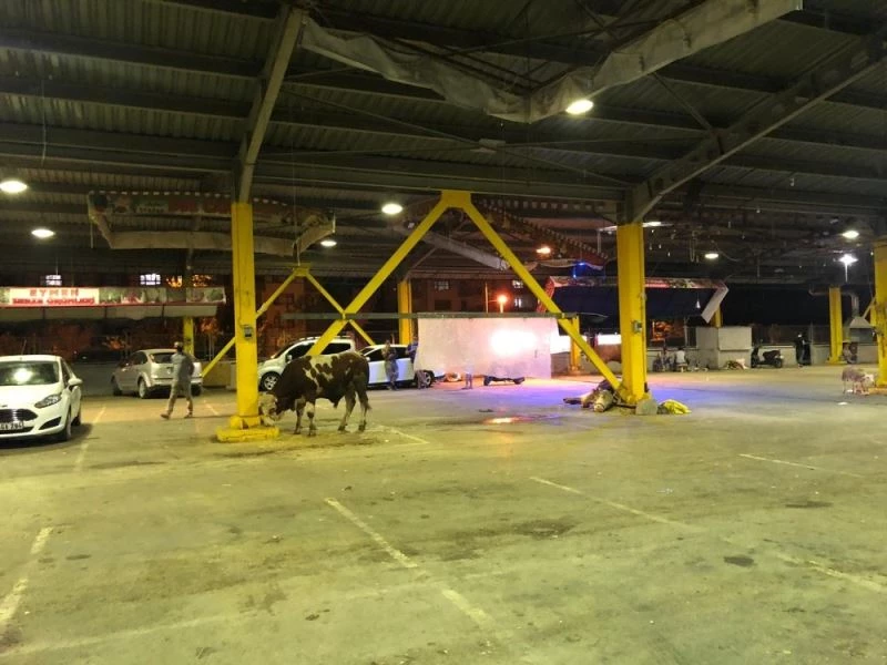 Kurbanlıklar kesilecek alanlara getirildi
