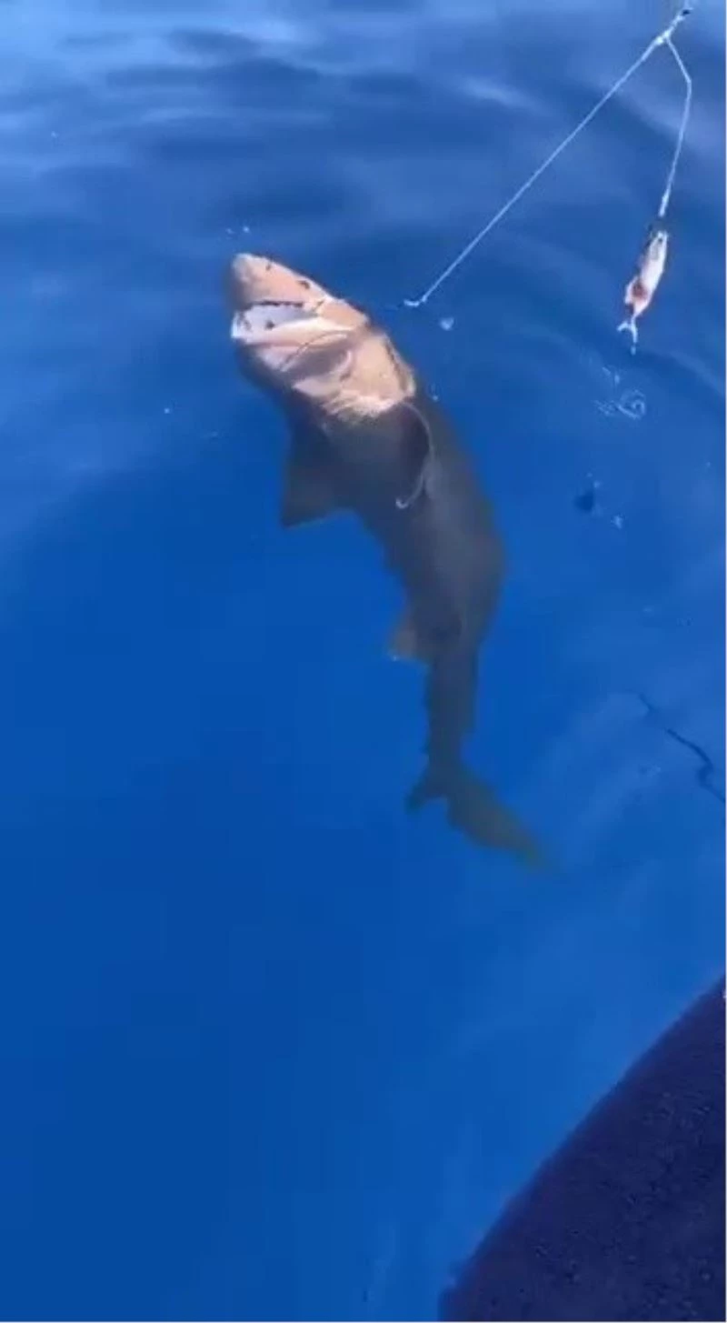 Amatör balıkçıların oltasına takılan köpek balığı ağzındaki kanca çıkartılarak serbest bırakıldı
