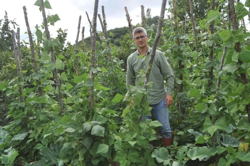 Nebiyan fasulyesi gün sayıyor
