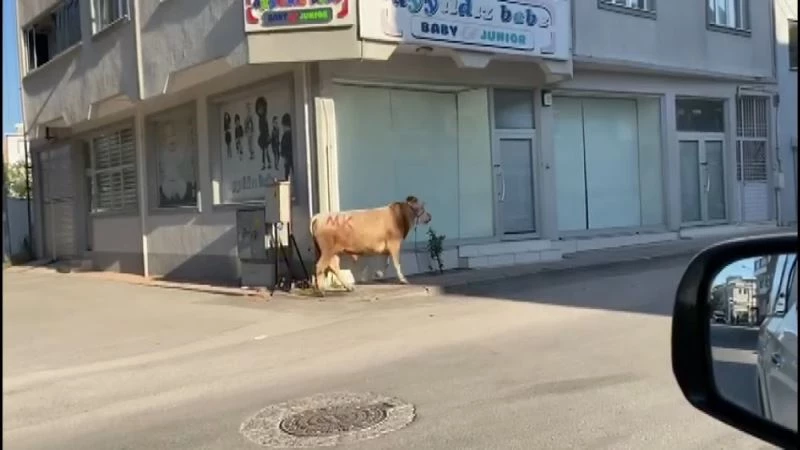 Boğa önde vatandaşlar arkada
