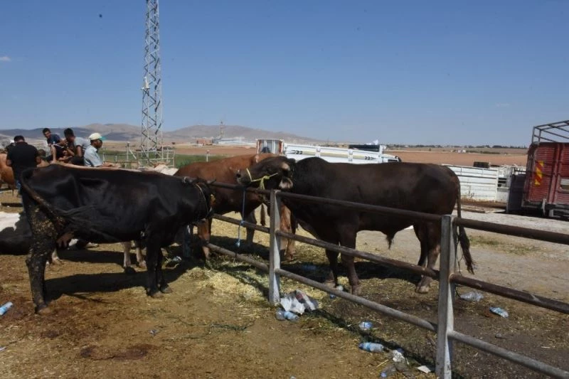 Kırşehir’de Kurban Bayramı’nın acemi kasap bilançosu: 138 kesi başvurusu

