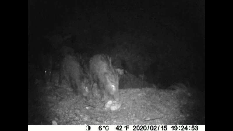 Afrika oklu kirpisi Uşak’ta görüntülendi
