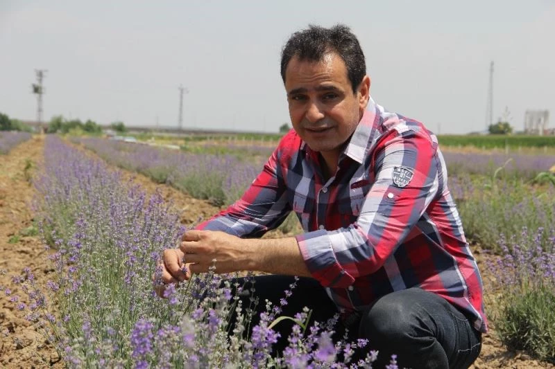 Diyarbakır’ın kokusu lavanta bahçesiyle değişti
