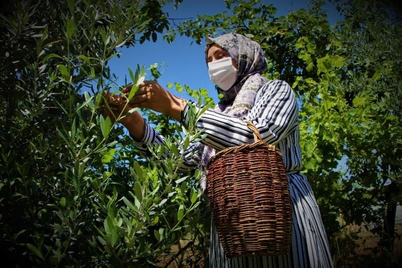 Ev hanımı yaptı, bahçe değil üretim merkezi
