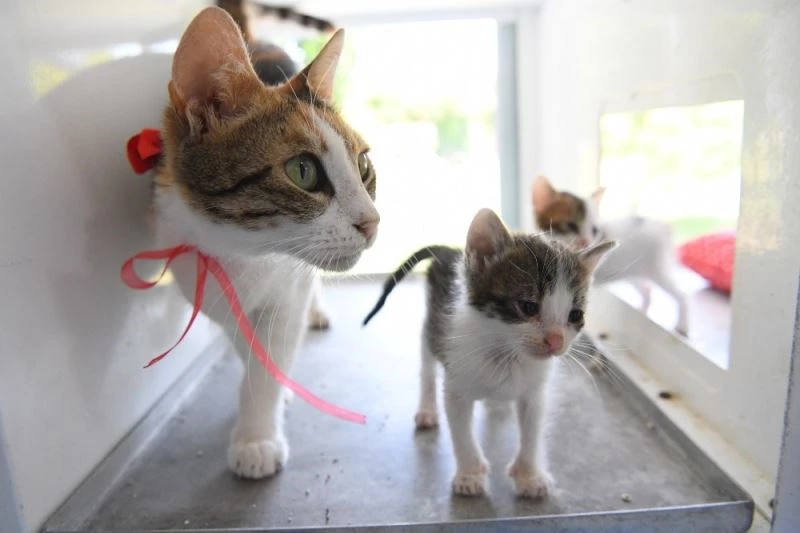 Konyaaltı Belediyesinden lohusa dönemindeki kedilere özel ilgi
