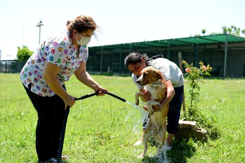Muratpaşa Belediyesinden sokak hayvanlarına sulu serinlik
