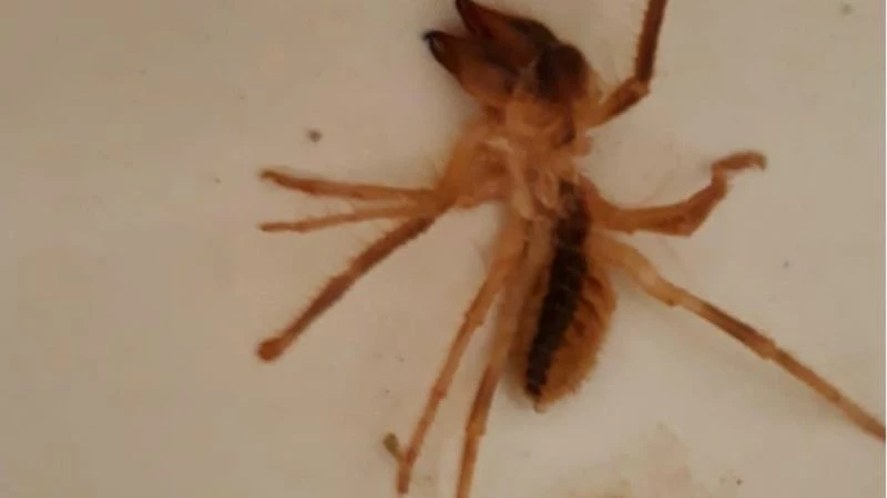 Sarıkız örümceği vatandaşları tedirgin etti
