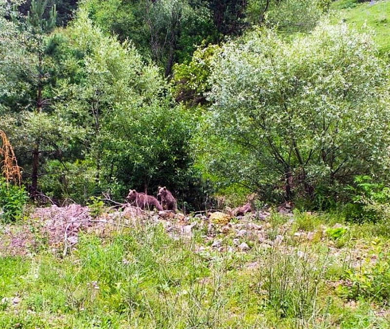 Ormanlık alanda görünen anne ayı ağaçların arasından ilerleyerek kayboldu
