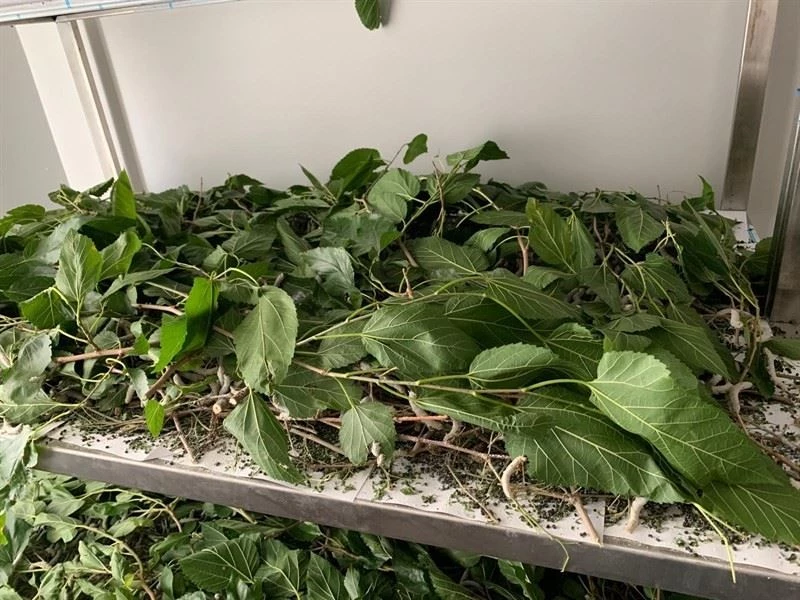 Kapama dut bahçesinde deneme üretimi başladı
