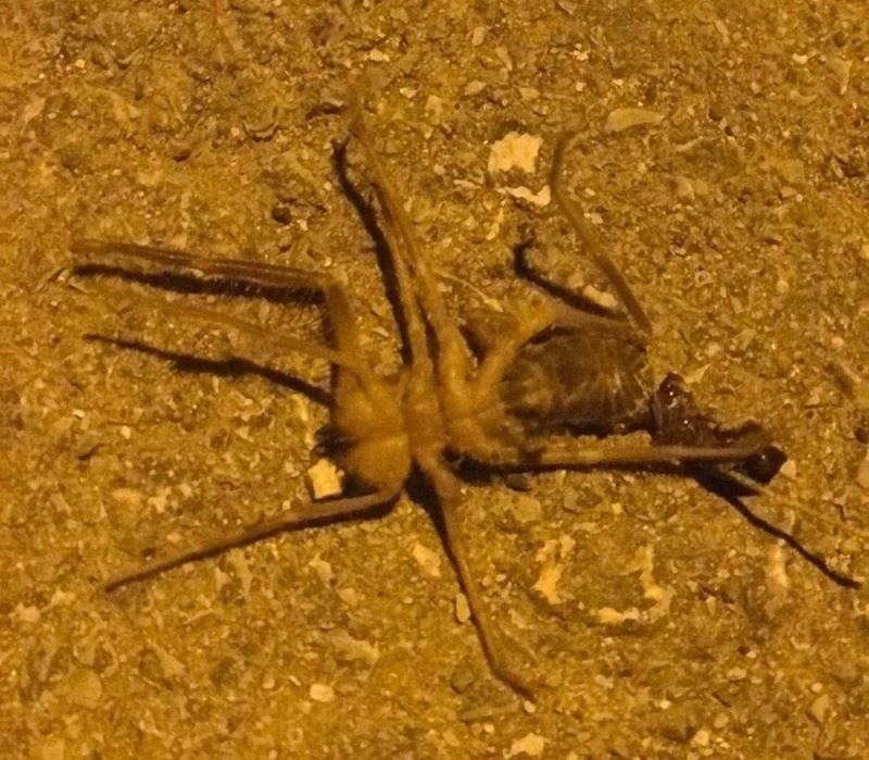 Nallıhan’da Sarıkız tedirginliği
