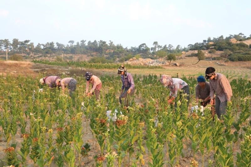 Başkan Atıcı, TZOB Başkanı Bayraktar’a Muğla’daki tütün üretimi hakkında bilgi verdi
