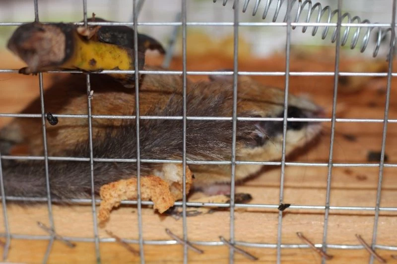 Türkiye’de koruma altında olan kemirgen Bilecik’te bulundu
