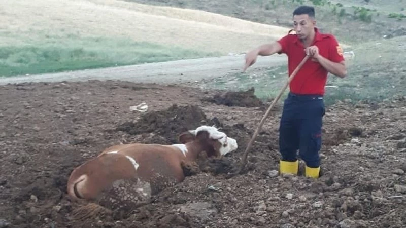 Gübreye saplanan kurbanlık tosunu itfaiye kurtardı
