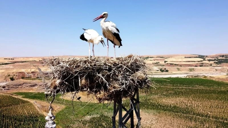 Dronu gören leylek çifti yumurtayı sakladı
