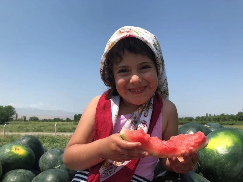 Iğdır’da bal küpü hasadı başladı
