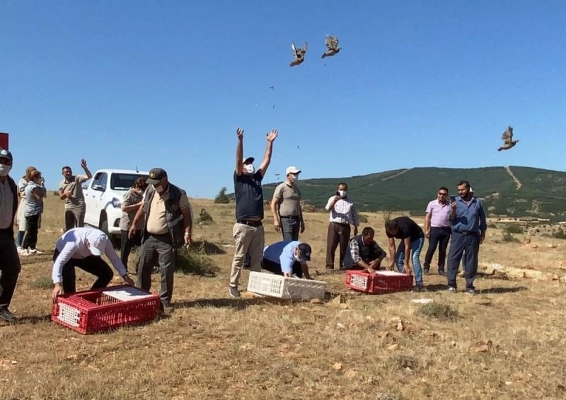 Kınalı keklikler doğaya bırakıldı
