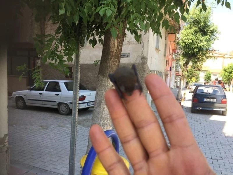 Çatıdaki yuvasından düşen yarasa yavrusu tekrar yuvasına bırakıldı
