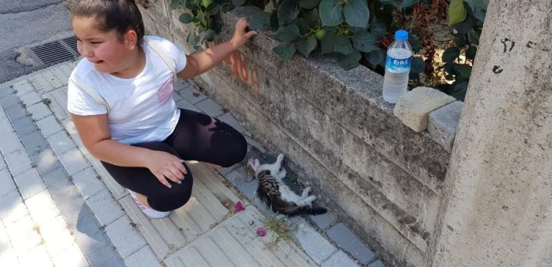 Yol kenarında can çekişen kediyi gören 9 yaşındaki Laden, gözyaşlarına boğuldu
