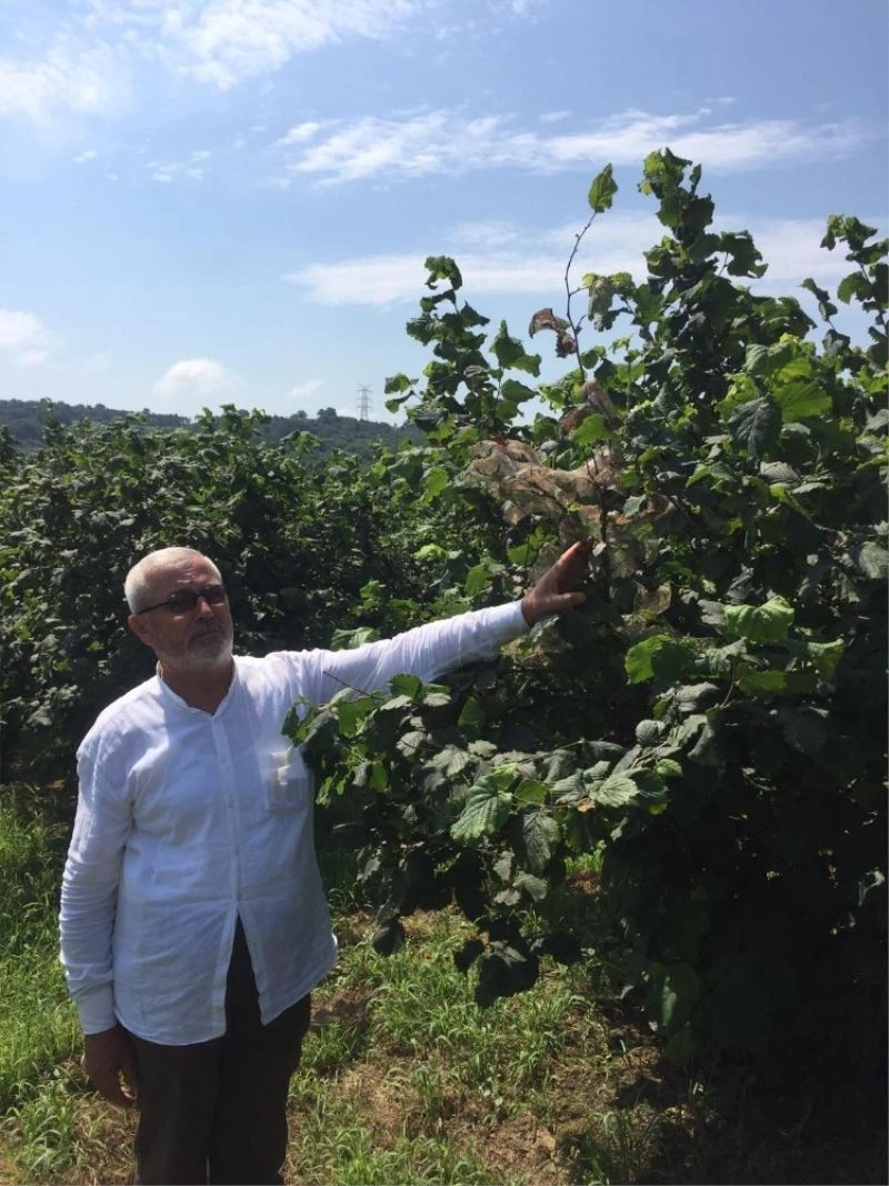 Amerikan beyaz kelebeği tehdidine karşı uyarı
