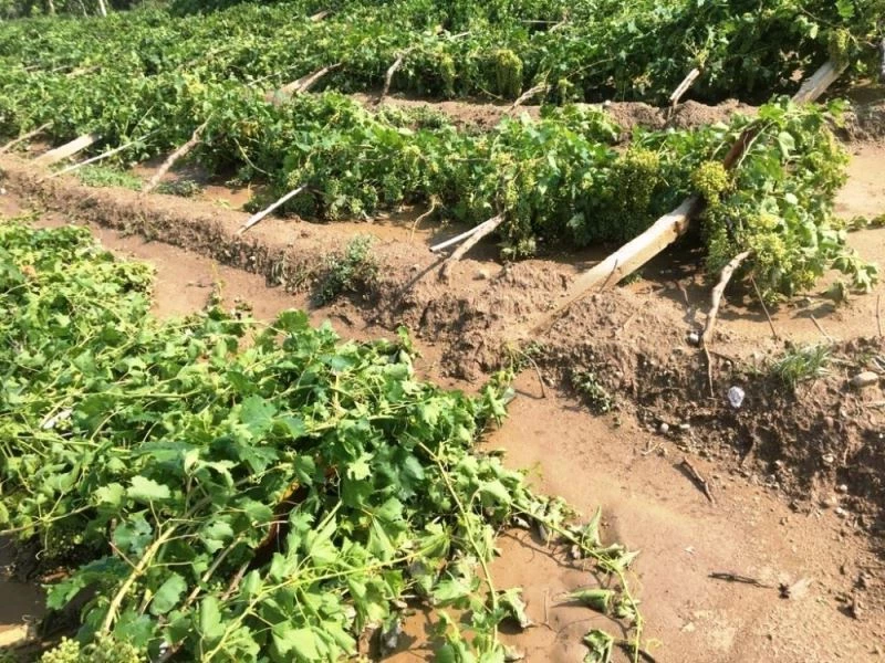 Sarıgöl’de fırtına ve dolu bağlarda zarar yol açtı
