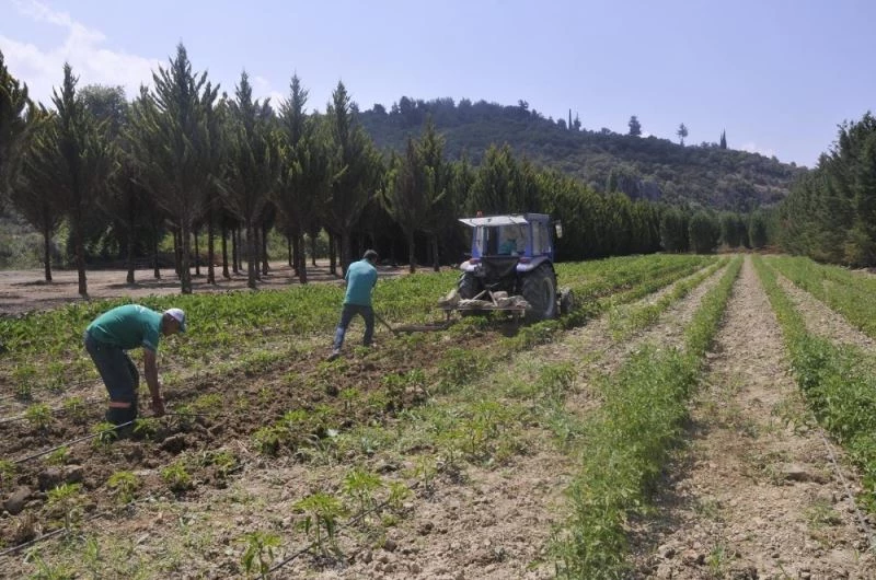 Adabahçe projesinde hasat vakti başlıyor
